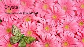  Presentation with gerbera daisies - Theme enhanced with background of gerbera flower background and a coral colored foreground
