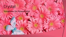  Presentation with gerbera daisies - Presentation theme having background of gerbera flower background and a coral colored foreground
