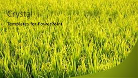  Presentation with golden rice - Beautiful PPT layouts featuring background-of-golden-ripe-rice backdrop and a gold colored foreground