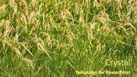  Presentation with golden rice - Cool new PPT theme with background-of-golden-ripe-rice backdrop and a tawny brown colored foreground
