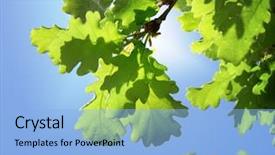  Presentation with chemistry leaves green leaf - Presentation with background of green oak leaves background and a light blue colored foreground