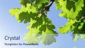  Presentation with green leaves - Colorful presentation theme enhanced with background of green oak leaves backdrop and a sky blue colored foreground