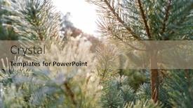  Presentation with spruce - PPT theme with background-of-green-spruce-branches background and a coral colored foreground