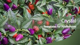  Presentation with black pepper plant - Cool new presentation theme with background of hot loco pepper backdrop and a ocean colored foreground