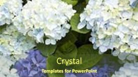 Presentation with hydrangea - Presentation design featuring background-of-hydrangea-flowers background and a tawny brown colored foreground