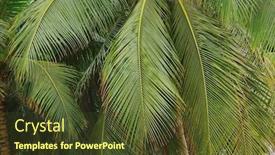  Presentation with coconut - Presentation theme consisting of background-of-long-drooping-coconut background and a tawny brown colored foreground