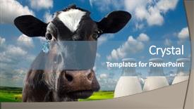 Presentation with cow milk - Beautiful PPT layouts featuring background of meadows and field backdrop and a teal colored foreground