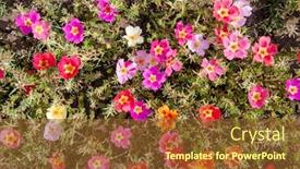  Presentation with multicolor - Amazing slide set having background-of-multicolor-beautiful-purslane backdrop and a tawny brown colored foreground