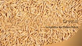  Presentation with healthy eating - Cool new theme with background-of-oat-grains-healthy backdrop and a yellow colored foreground