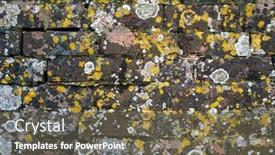  Presentation with lichen - PPT theme featuring background-of-old-red-bricks background and a tawny brown colored foreground