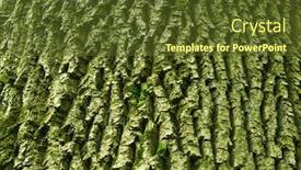  Presentation with tree - Amazing slides having background-of-old-tree backdrop and a tawny brown colored foreground