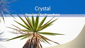  Presentation with palm tree - PPT theme consisting of background-of-palm-tree background and a teal colored foreground