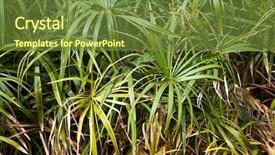  Presentation with papyrus - Amazing presentation theme having background of papyrus plants papyrus backdrop and a tawny brown colored foreground