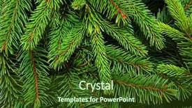  Presentation with pink and green - PPT theme with background of pine branches coniferous background and a tawny brown colored foreground