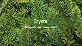  Presentation with pink and green - PPT layouts enhanced with background of pine branches coniferous background and a tawny brown colored foreground