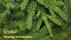  Presentation with pink and green - PPT theme enhanced with background of pine branches coniferous background and a tawny brown colored foreground