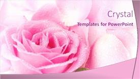  Presentation with pink rose petals - Colorful theme enhanced with background of pink rose and petals on a white surface backdrop and a pink colored foreground