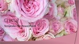  Presentation with pink roses - Beautiful theme featuring background-of-pink-roses-fresh backdrop and a coral colored foreground