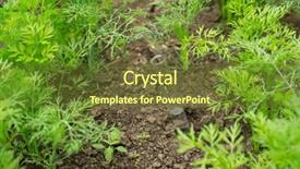  Presentation with chemical - PPT theme having background of plants fertilizer background and a  colored foreground