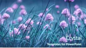  Presentation with onion - Slide deck with background of purple onion flowers background and a ocean colored foreground