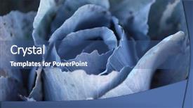  Presentation with cabbage - Slides featuring polyphenols - background of red cabbage plant background and a  colored foreground