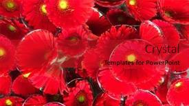  Presentation with gerbera daisy - Theme consisting of background-of-red-gerbera-daisy background and a crimson colored foreground