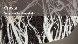  Presentation with land - PPT layouts having background-of-roots background and a dark gray colored foreground