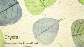  Presentation with green watercolor paper texture - Theme consisting of background of textured handmade mulberry background and a cream colored foreground