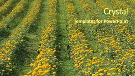  Presentation with lottery ticket - Audience pleasing slide deck consisting of closeup portrait of burmese kitten with chocolate fur curious looking in camera isolated on black background backdrop and a tawny brown colored foreground