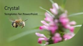  Presentation with lottery ticket - PPT theme featuring hymenoptera - background of thai lottery ticket background and a seafoam green colored foreground