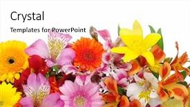  Presentation with flower beautiful lilac border - Presentation theme consisting of background of the beautiful flowers background and a white colored foreground