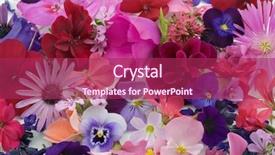  Presentation with heads - Amazing slide set having background of various flowers heads backdrop and a violet colored foreground