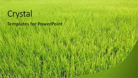  Presentation with rice field - PPT theme consisting of background of vivid rice field background and a  colored foreground
