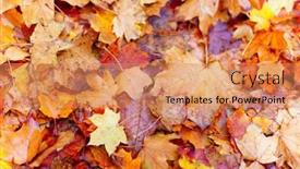  Presentation with rain city - Slide set featuring background-of-wet-yellow-maple background and a coral colored foreground