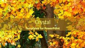  Presentation with maple leaves - Audience pleasing PPT theme consisting of background-of-yellow-maple-leaves backdrop and a tawny brown colored foreground