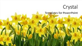  Presentation with daffodil - Colorful PPT theme enhanced with background of yellow spring daffodil backdrop and a white colored foreground