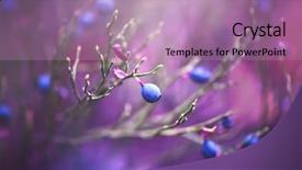  Presentation with antioxidant - Slide set consisting of background organic bilberry closeup antioxidant background and a coral colored foreground