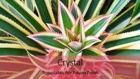  Presentation with pineapple - Cool new presentation with background puerto rico - pineapple plant backdrop and a red colored foreground