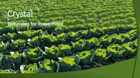 Presentation with lettuce - Audience pleasing slide set consisting of background safety health environment - fresh lettuce field backdrop and a  colored foreground