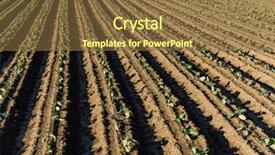  Presentation with meadow - Presentation theme enhanced with background safety health environment - vegetable meadow field background and a  colored foreground