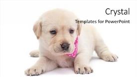  Presentation with puppy - Colorful PPT theme enhanced with vigils - adorable labrador puppy dog looking backdrop and a white colored foreground