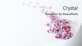  Presentation with white flowers - Slides enhanced with background seen from above floral background and a sky blue colored foreground