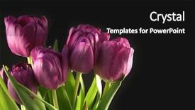  Presentation with passion - Slide set with  background and a  colored foreground