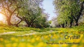  Presentation with dandelion - Presentation theme featuring earthing grounding - ground level view background and a gold colored foreground
