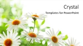  Presentation with tropical flowers close up - Cool new presentation with background spring - closeup of white daisy flowers backdrop and a white colored foreground