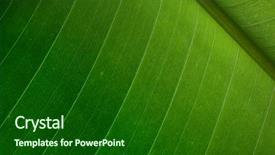  Presentation with palm - Presentation theme with background sustanability - palm leaf detail background and a forest green colored foreground