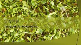  Presentation with clover - Beautiful PPT layouts featuring background-texture-of-fresh-clover backdrop and a gold colored foreground