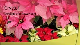  Presentation with decorate - Presentation theme having background texture photo of poinsettia background and a red colored foreground