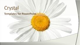 Presentation with daisy - Presentation theme featuring background theme flower plants - white daisy isolated background and a sky blue colored foreground
