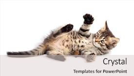  Presentation with bottom up - Cool new presentation with background tiger - small cat of angora backdrop and a lemonade colored foreground